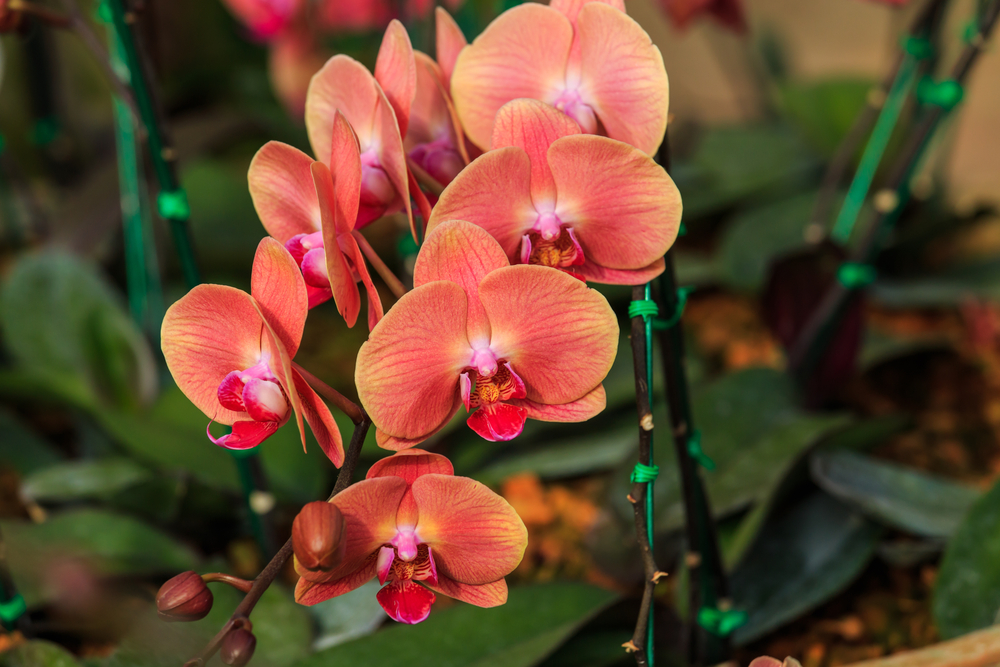 Hydroponické pěstování orchidejí