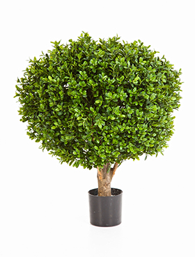 Buxus Kugel 60 cm 60   65