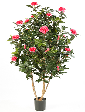 Camelia japonica Busch tree Rosa    150