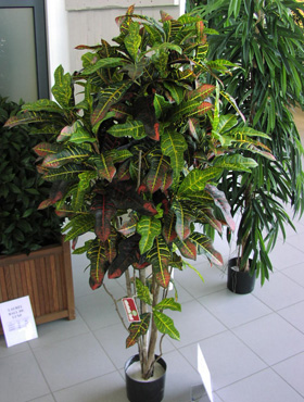 Croton exellent Verzweigt    150