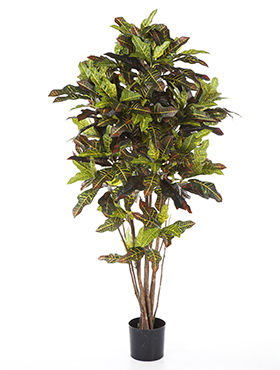 Croton exellent Verzweigt    180