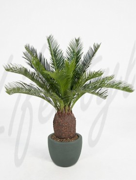 Cycas -    65