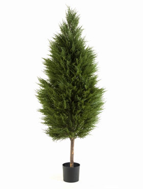 Cypres tree Stamm    150