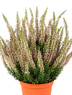 Erica Busch Tuff    35