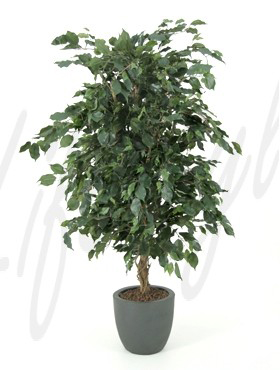 Ficus exotica de luxe -    150