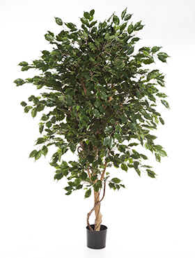 Ficus exotica de luxe -    180
