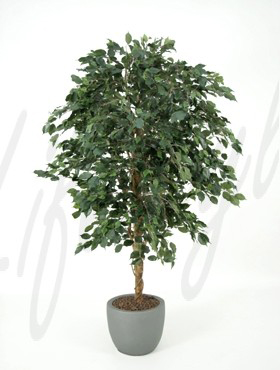 Ficus Exotica de Luxe -    210