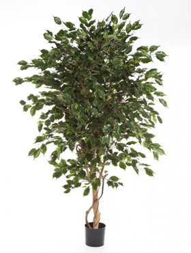 Ficus exotica de luxe -    240