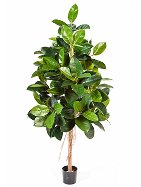 Ficus elastica -    180