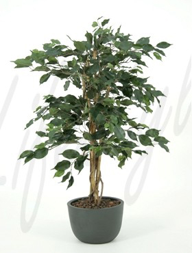 Ficus exotica -    120