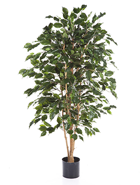Ficus exotica -    150