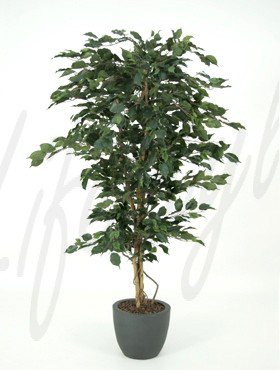 Ficus exotica -    180