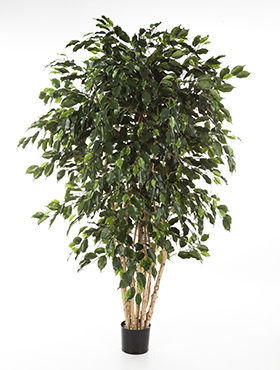 Ficus exotica Stamm Multi    180