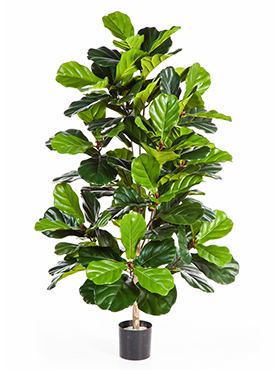 Ficus lyrata Busch    130