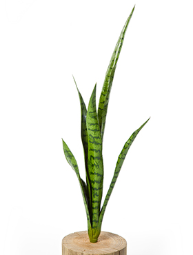 Sansevieria Green    81