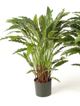 Calathea -    86