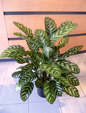 Calathea Green    78