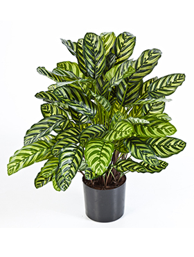 Calathea Green    80
