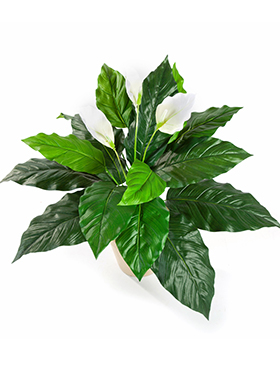 Spathiphyllum -    71