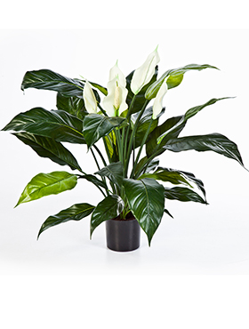 Spathiphyllum De luxe    73