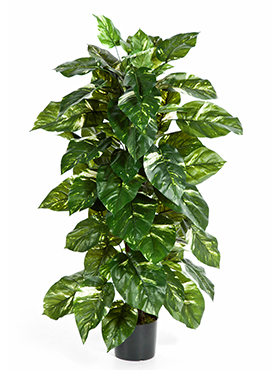 Pothos On pole    120