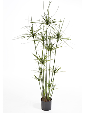 Papyrus tree De luxe    140