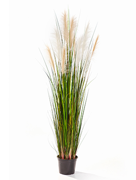 Grass reed Cream-brown    150