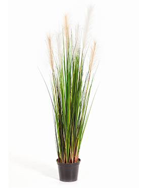 Grass reed W/cream-brown fl    120