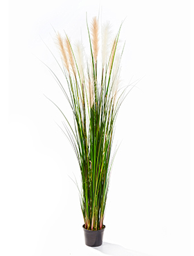 Grass reed W/cream-brown fl    180