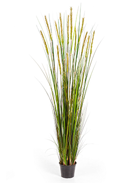Grass foxtail W/green fl    180