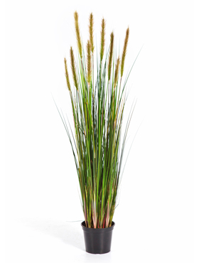 Grass foxtail W/green fl    90