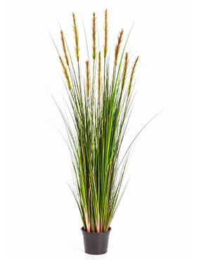 Grass foxtail W/green fl    150