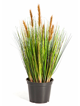 Grass foxtail Brown    60