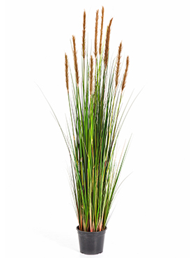 Grass foxtail Brown    150