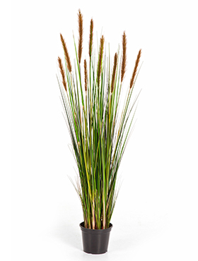 Grass foxtail W/brown fl    120
