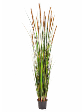 Grass foxtail W/brown fl    180