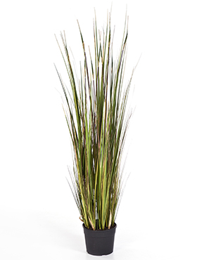 Grass bamboo -    120