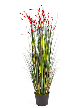 Grass coral Red    120