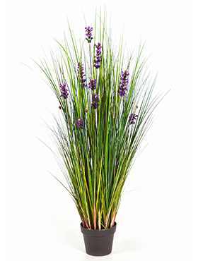 Lavender grass -    120