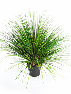 Grass onion -    65