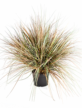 Grass onion Autumn    70