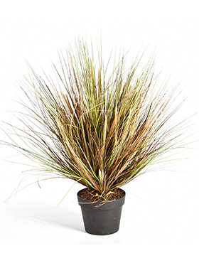 Grass onion Autumn    50