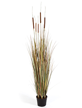 Grass cattail Autumn    150
