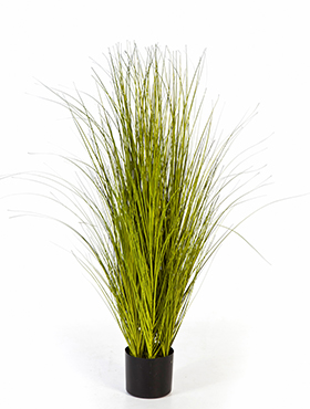 Miscanthus gold grass -    105