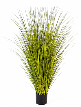 Miscanthus gold grass -    125