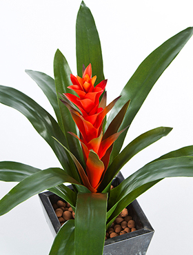 Guzmania continental -    47