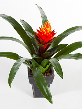 Guzmania conifera -    50