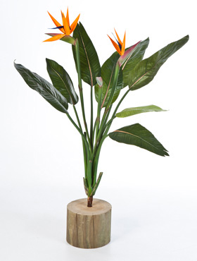 Strelitzia Bush    100