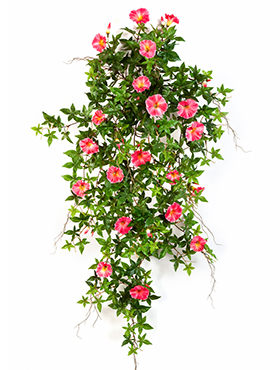 Morning glory Hanging bush    95