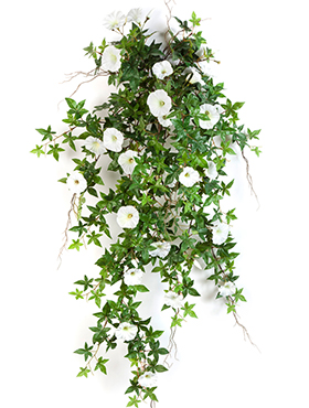 Morning glory Hanging bush    95